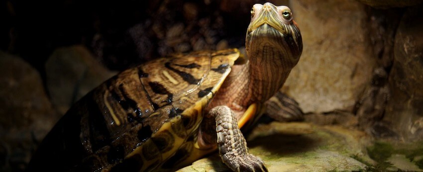 Comment préparer votre tortue terrestre à l'hibernation