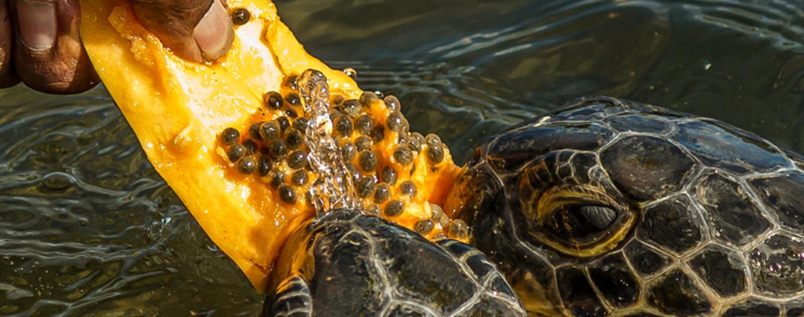 Tortue d hermann Captivité Régime