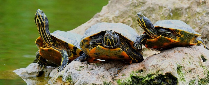 Tortue-en-groupe-prêt-à-hiberner