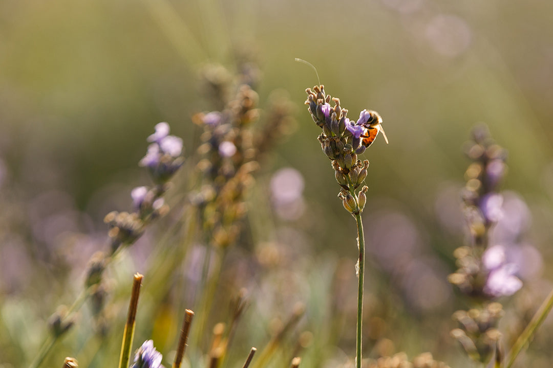 Kaliyanna Lavender Field.jpg__PID:ce8a30a0-7827-44f0-85bb-515042cd4112