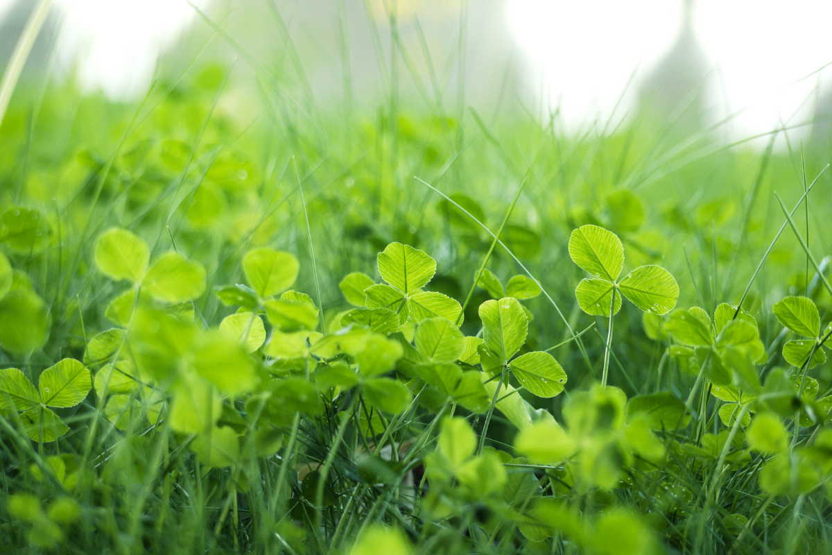 why clover is good for your lawn
