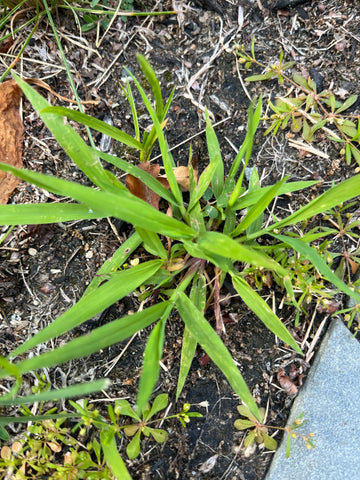early stage crabgrass