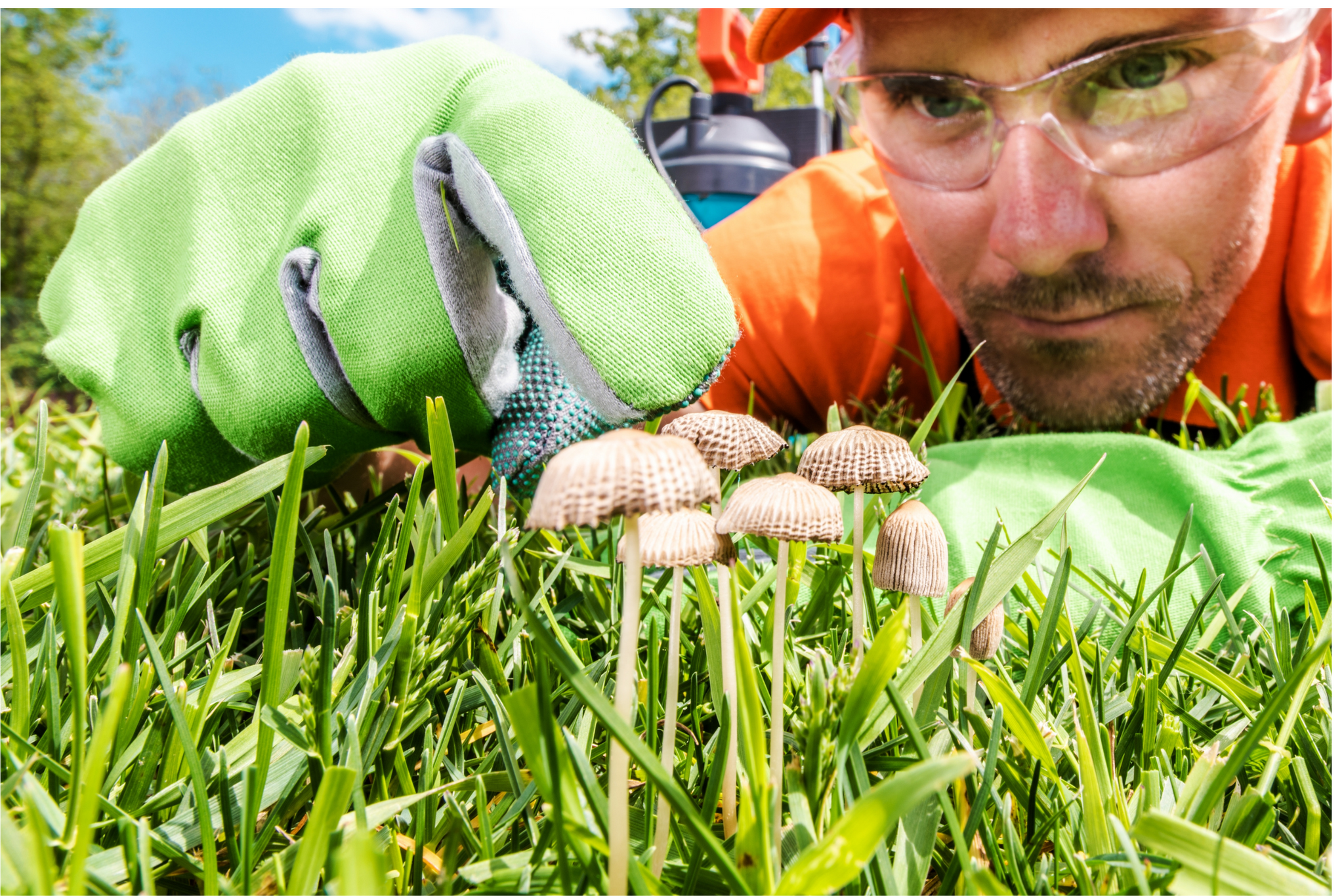 how to treat lawn disease