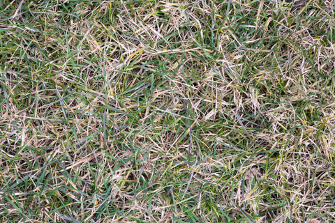 How to Dethatch Your Lawn