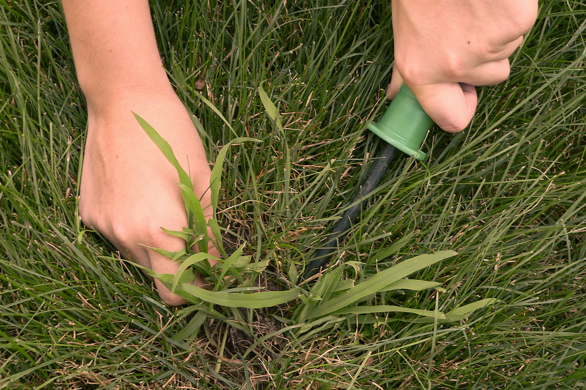 how to identify and treat common weeds