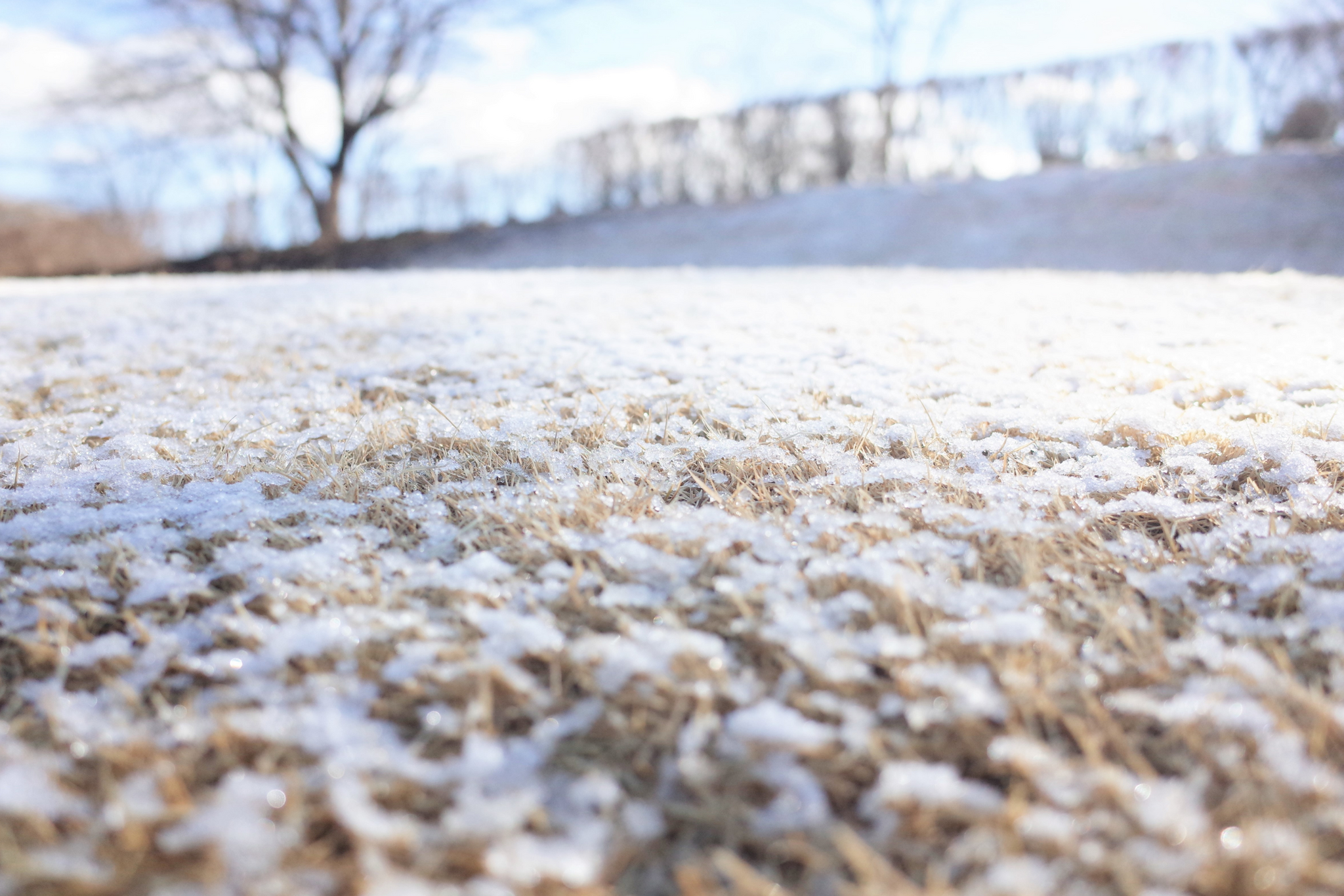 Winter Lawn Care Tips