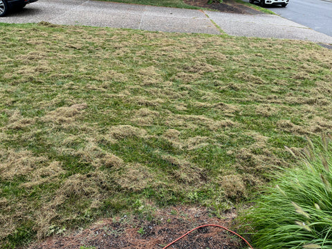 lawn debris after dethatching