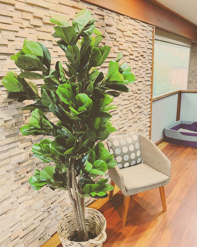 Artificial Fiddle Leaf Fig Tree 180cm