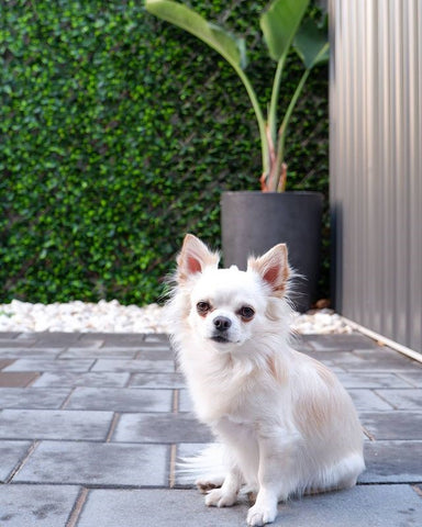 White dog in front of an artificial potted plant and green wall.