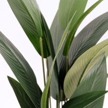 UV-treated bird of paradise outdoor artificial plant