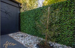 Before and after, transforming a Colorbond fence into a green wall.