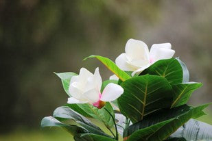 Artificial plant with white flowers Home and Garden Decor