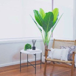 White interior styled with artificial plants
