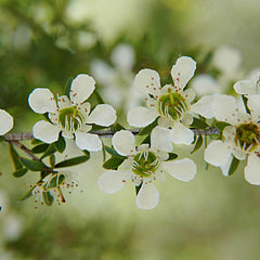 The flowering plant Leptospermum scoparium Manuka