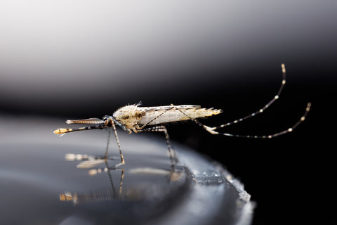 Mosquito near standing water