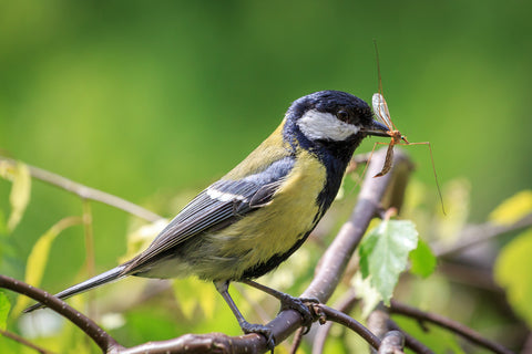 Bird eating mosquito