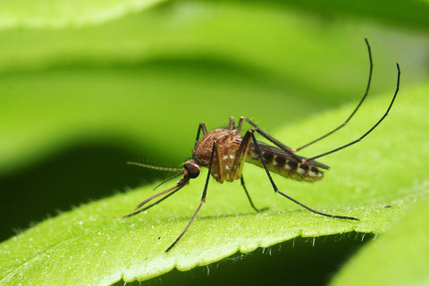 Mosquito on plant