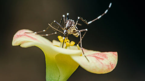 Mosquito pollinator