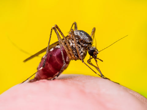 Mosquito killer
