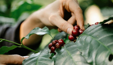 Coffea arabica e Coffea canephora: diferenças entre as espécies