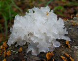 Tremella fuciformis sporocarp extract