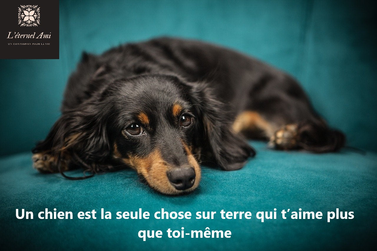 Animal Disparu Les Plus Belles Citations Commemoratives Eternel Ami