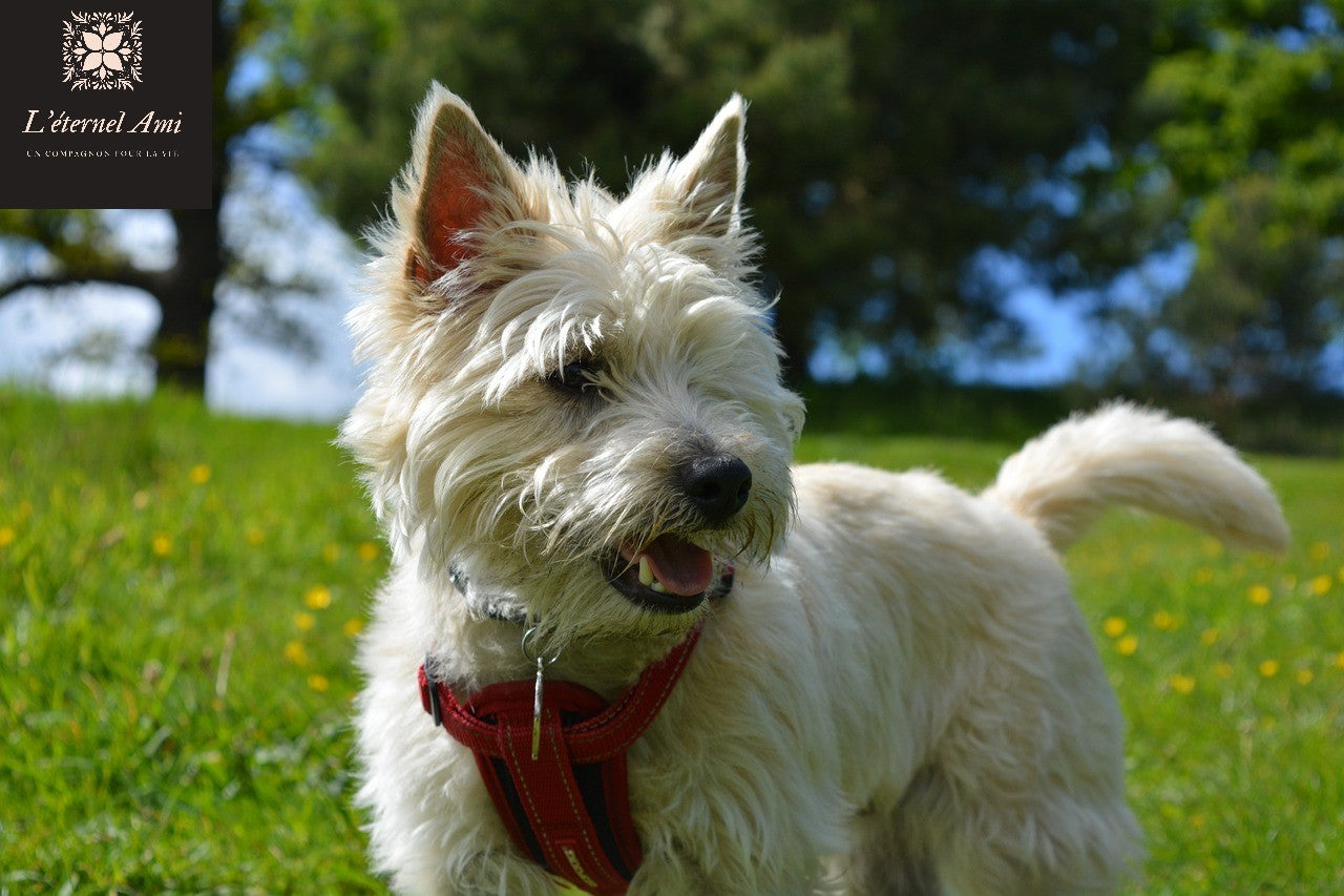 Chiens célèbres décédés Cairn Terrier