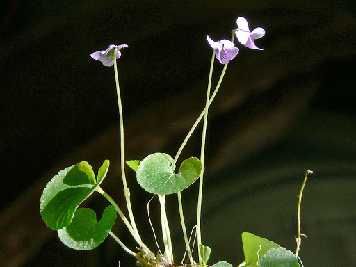 Violeta Del Pantano (Viola Palustris) – Cubresuelos Chile