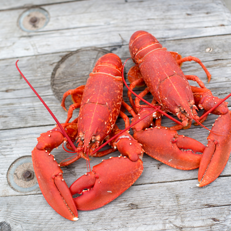 COOKED LOBSTER – Jack Hook Seafood