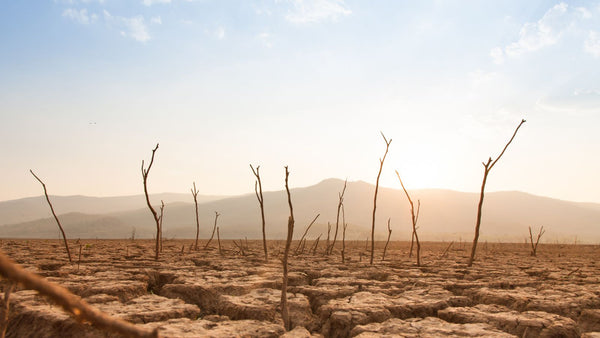 A parched landscape under burning sun with dead trees and plants
