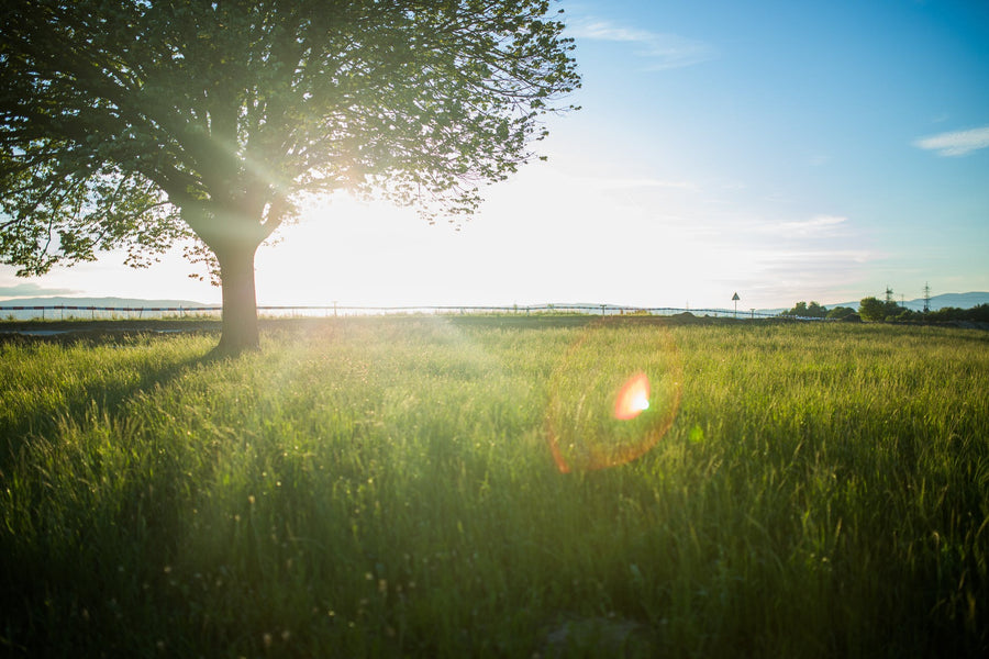 Therapeutic Effects on Wood on Healthcare- green tree