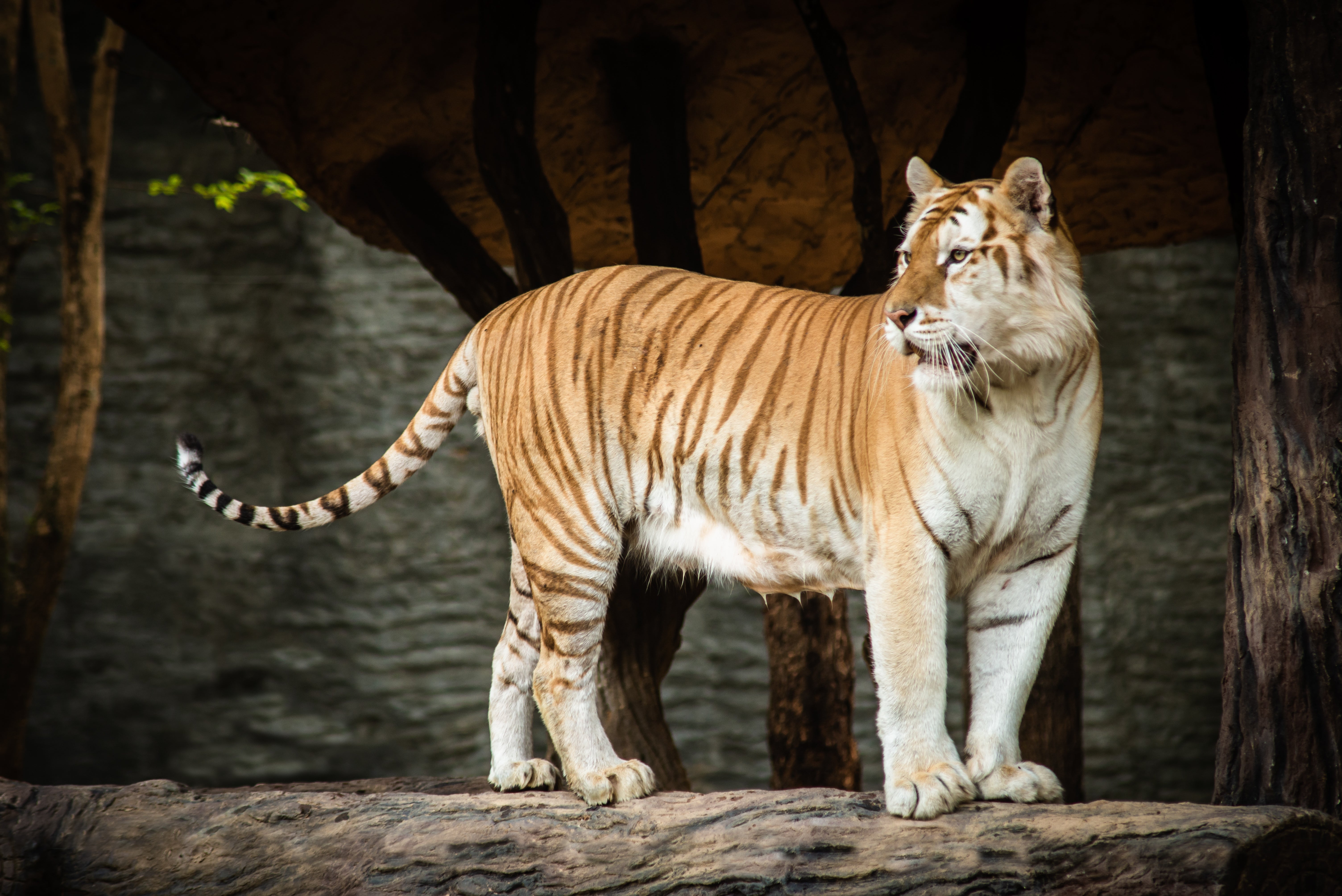 Strawberry or golden tabby captive Bengal tiger