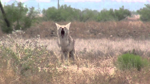 loud coyote sounds at night