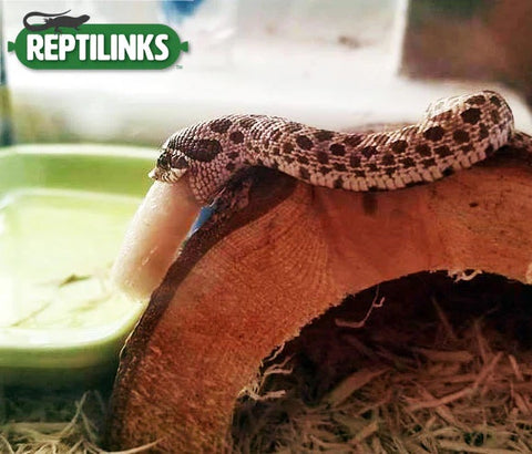 Hognose snake feeding on Reptilinks