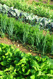 Crop rotation in an allotment vegetable garden