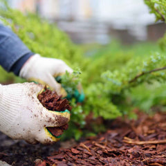 Hands in gardening gloves full of mulch and more mulch spread on the ground beside vegetable plants