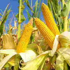 Sweetcorn growing cobs uncovered looking up toward blue sky