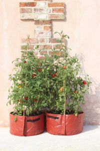 Tomatoes_growing_in_Haxnicks_3_cane_tomato_planter