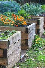 Raised bed vegetable garden 