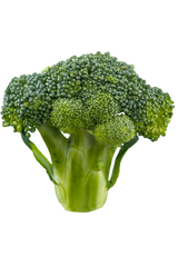 brassica broccoli grown from seed