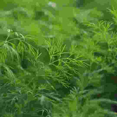 Dill herb growing