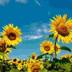 Looking upward at Sunflowers growing against a blue sky