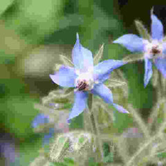 Borage herb growing showing blue flowers