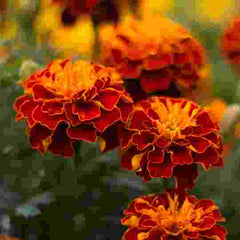 Marigold flowers growing