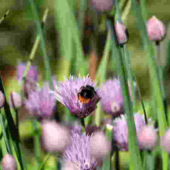 Chives in flower with a bee
