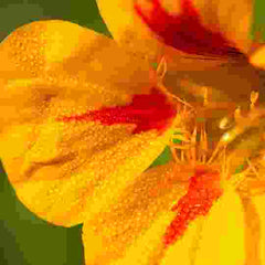 close up of a Narsturtium flower growing