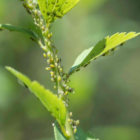 aphids garden pests on a green leaf