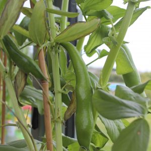 Broad bean pods on bean plants