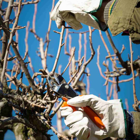 Bare apple tree and hands in white gardening gloves pruning it with secateurs