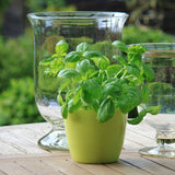 Haxnicks gardening tips and tricks how to grow basil herb the best easy way